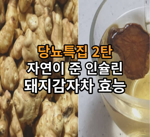 돼지감자차효능 당뇨병에 특효!