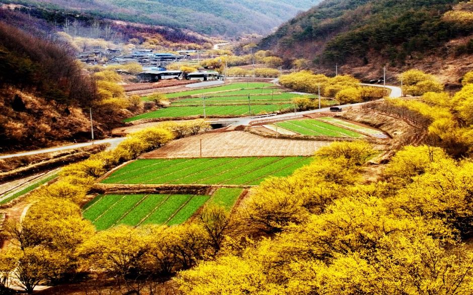 의성 산수유마을