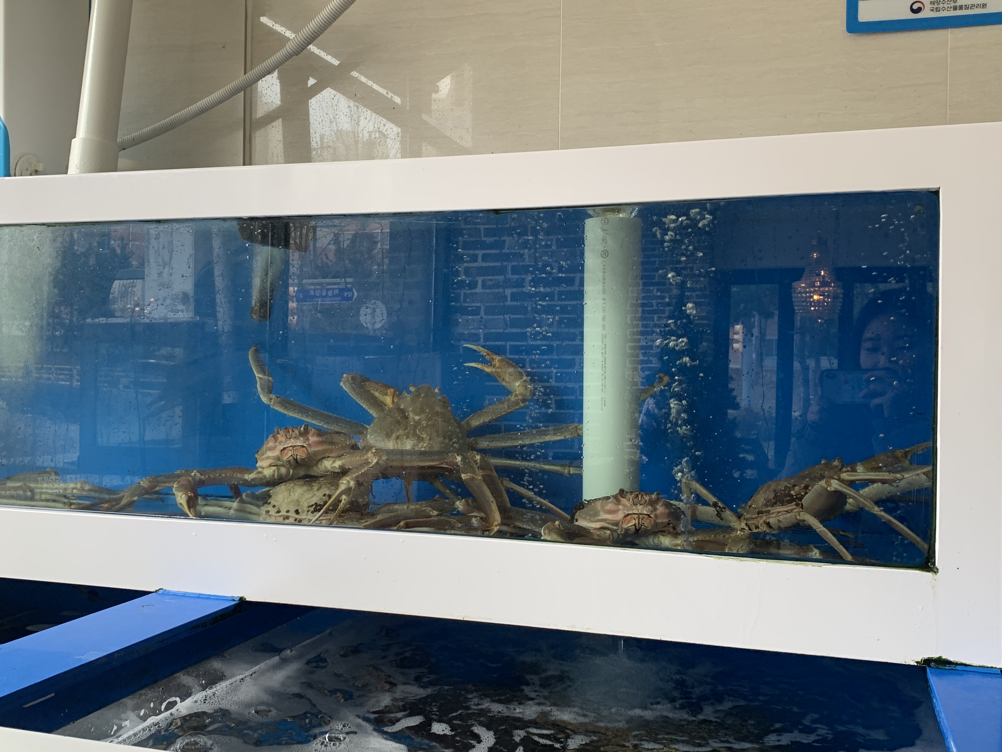 영종도 킹크랩 맛집 잇츠크랩 킹크랩 대게 맛집 내돈내산 방문후기