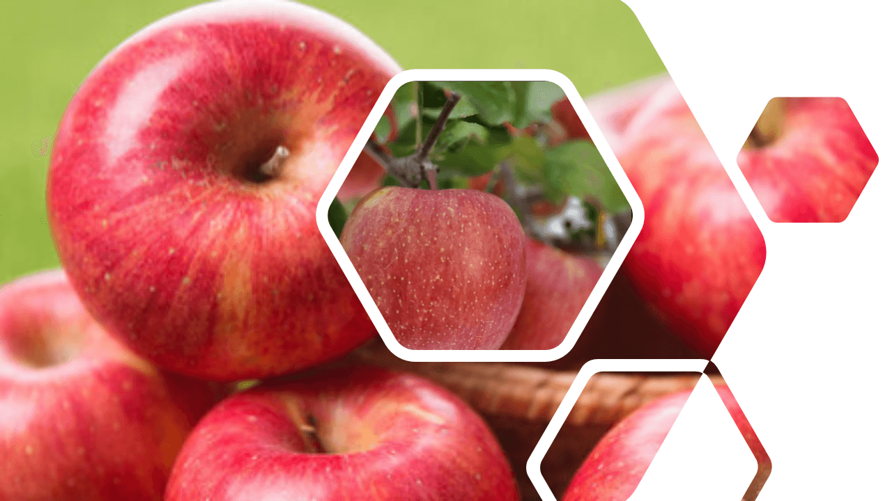 부사 사과 – 겨울 대표 국민 사과, 실패 없는 선택