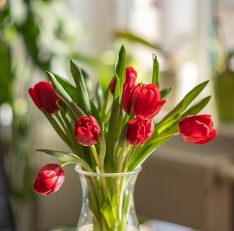 튤립 봄에 피는 꽃 튤립 꽃말