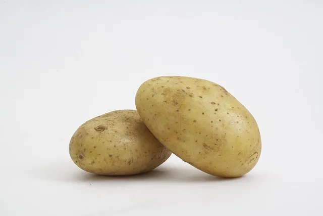 감자 수확시기 및 타이밍 저장 보관 팁 정리_8