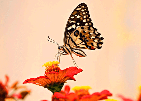 붉은 꽃 위에 호랑나비가 앉아서 꿀을 먹는다.