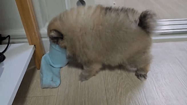 종이컵 장난감으로 노는 강아지