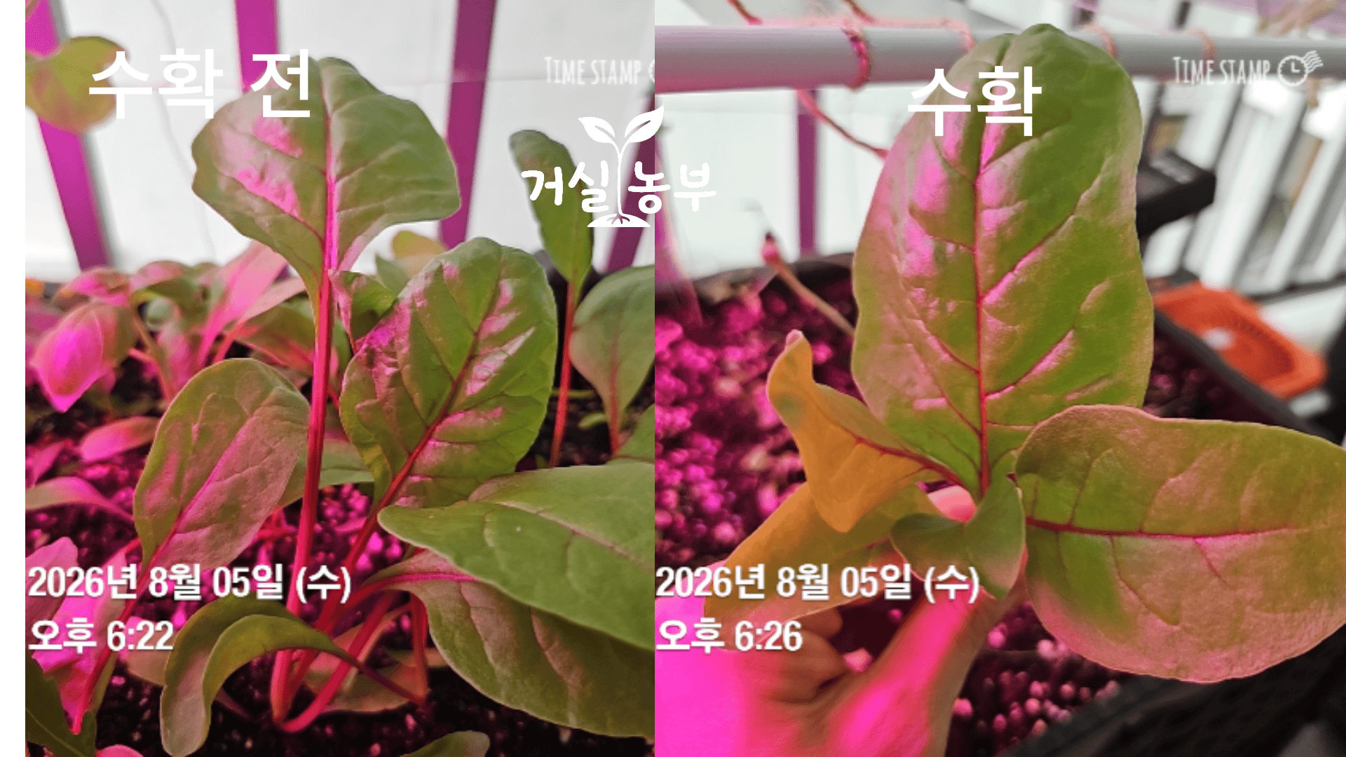 베란다 화분에서 키운 적근대 수확 전후 모습