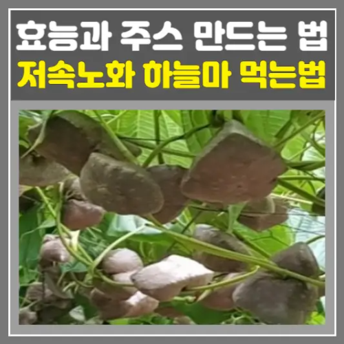 저속노화 하늘마 먹는법, 효능과 주스 만드는 법