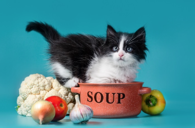 고양이에게 양파