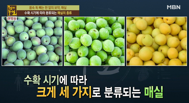매실 수확시기 언제 황매실 청매실 따는시기 매실청 담그기 매실차 매실액