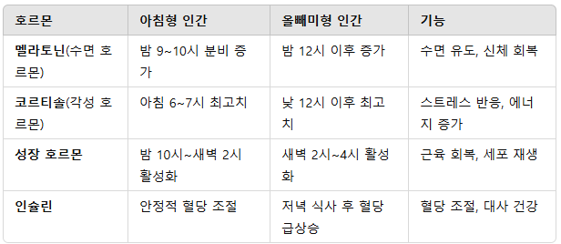 수면 유형별 호르몬 분비 패턴 차이
