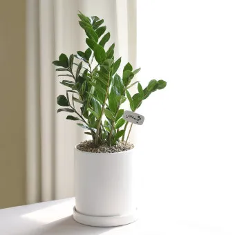 금전수 물주기 과습예방 배수층 만들기 흙선택 시니어도 편한 관리_6