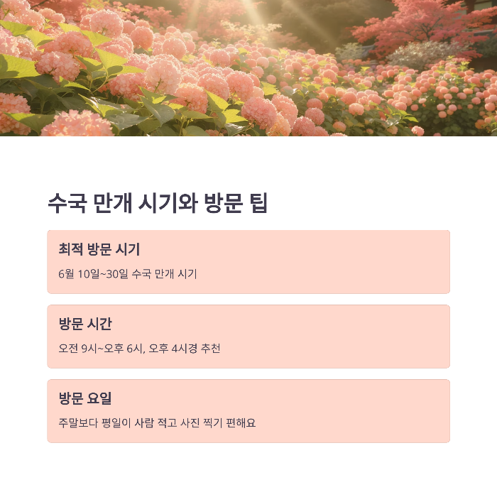 수국 개화 시기와 방문 팁