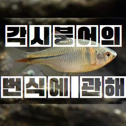 각시붕어 번식