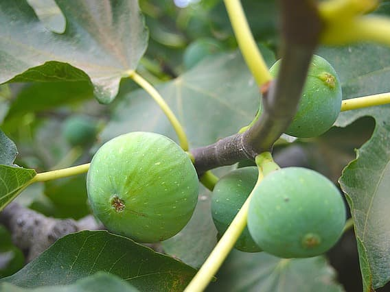 프리바이오틱스 풍부한 무화과