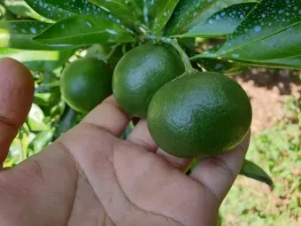 청귤 재배 어린 열매 솎기 착색 관리 저장 팁_31