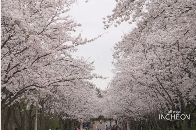 봄 나들이 벚꽃