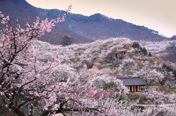 광양 매실마을 매화축제