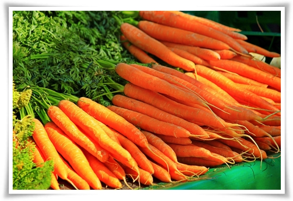 텃밭관리 "3월에 심기 좋은 작물" 감자 당근 상추 시금치 대파 비트 완두콩 ...