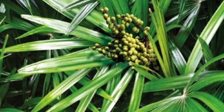 쏘팔메토의 효능과 안전한 사용법