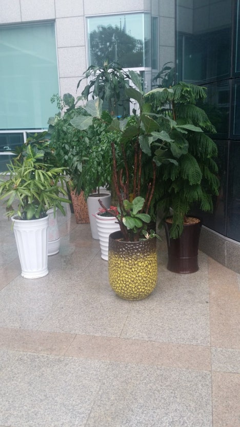 빗물로 식물 키우기 - 장마철 빗물 활용 급수법과 관리 노하우