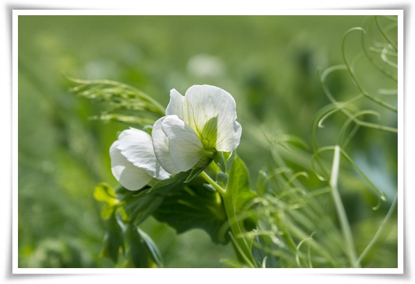 &quot;10월 하순, 완두콩 심어보세요!&quot; 겨울을 이겨낸 완두콩 건강한 영양소 듬뿍!