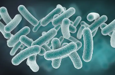 히알바이오틱스 고르는 법