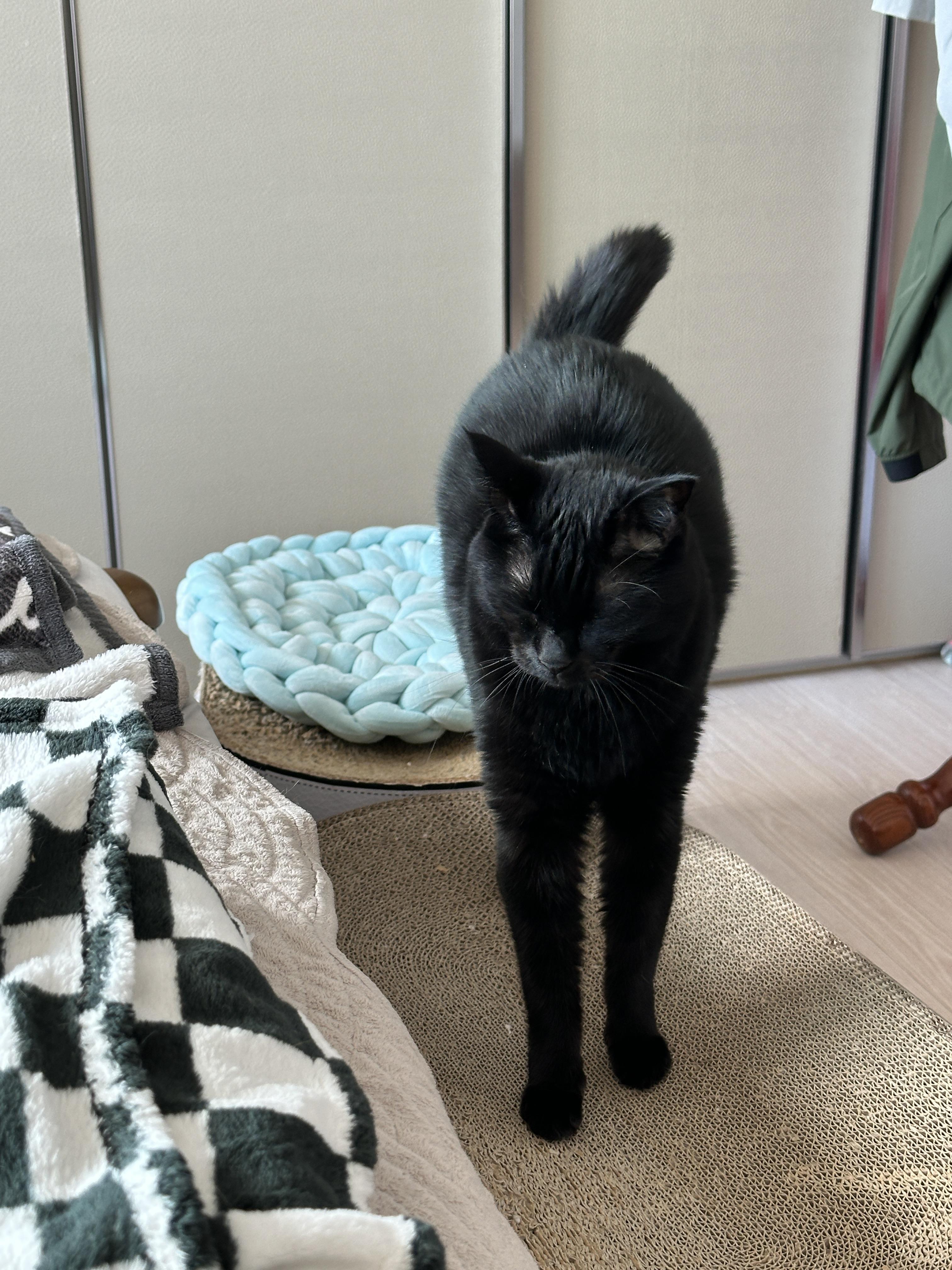 기지개켜면서_다가오는_올블랙고양이_건이