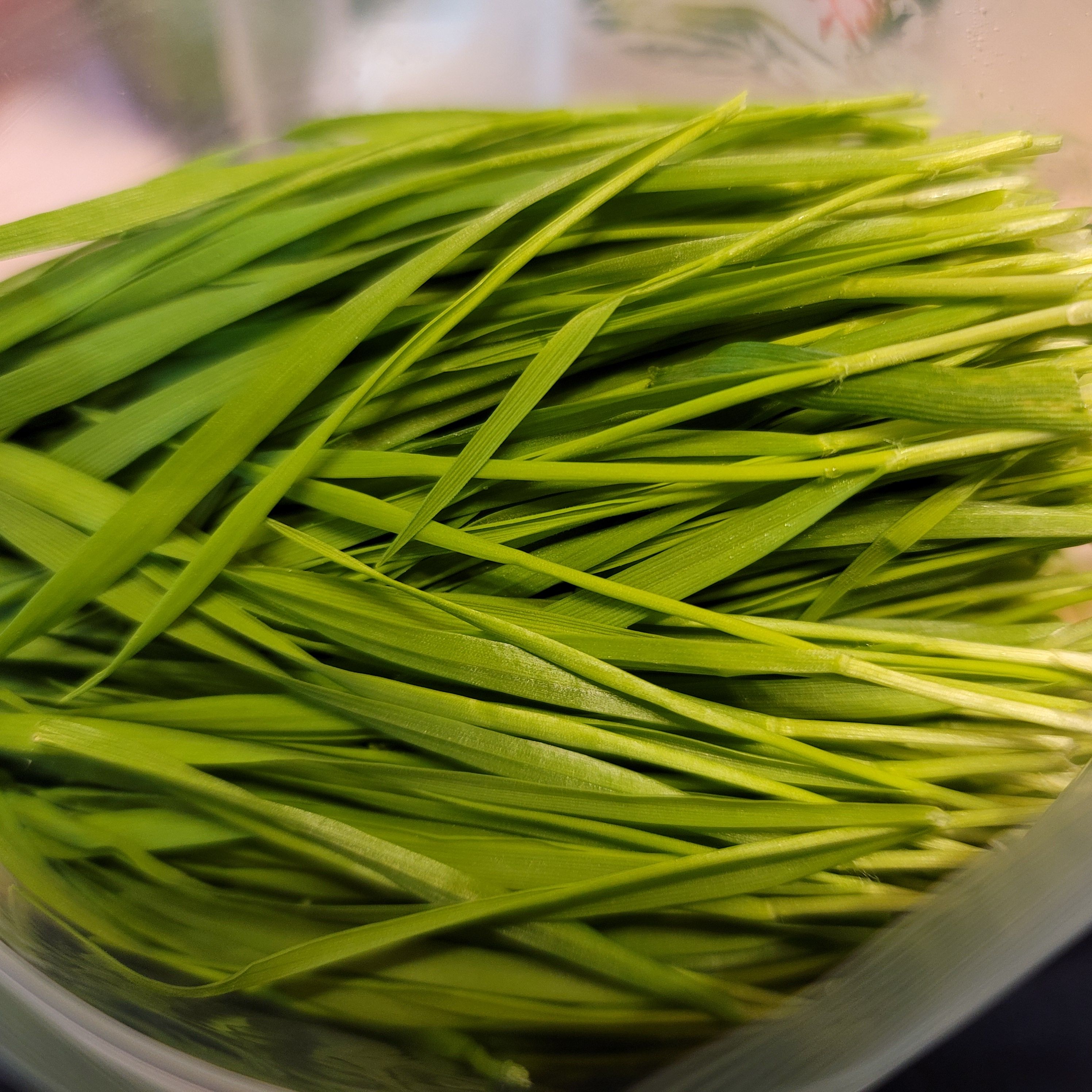 아토피에 좋은 밀싹