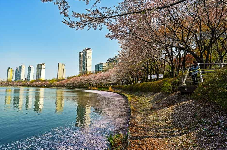 석촌호수 벚꽃축제 일정·기간·야경·주차·가는길