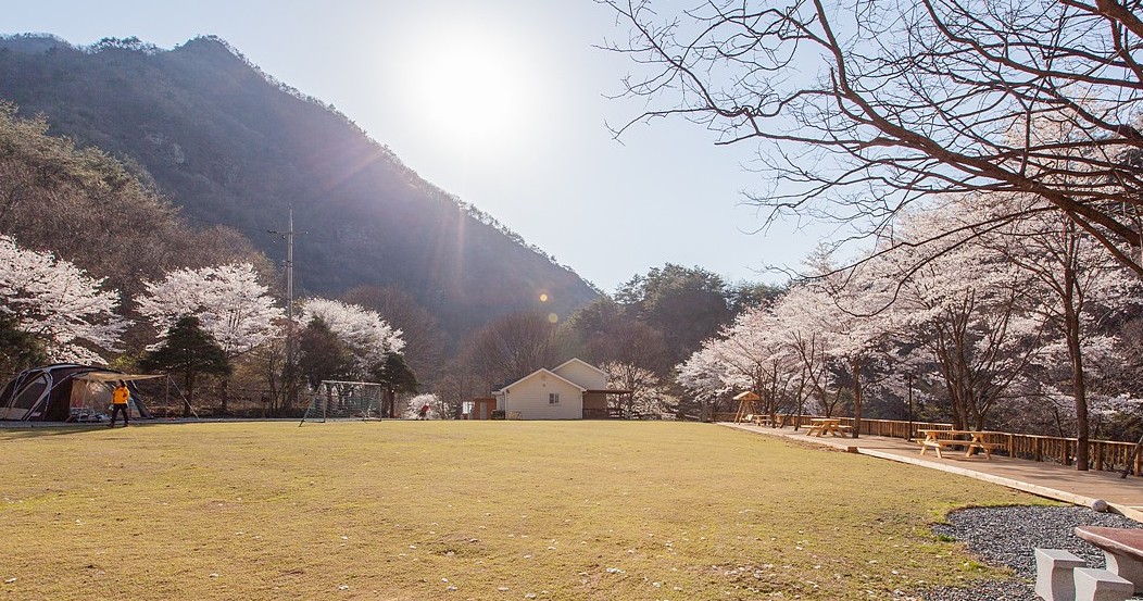 벚꽃 캠핑장 완주 솔뫼캠핑장