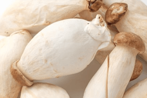 새송이버섯 효능03
