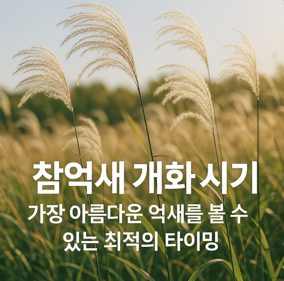 참억새 개화 시기, 가장 아름다운 억새를 볼 수 있는 최적의 타이밍