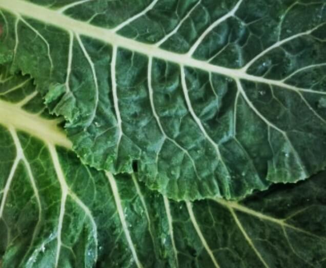 주름진-케일-잎