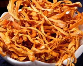 약용식물 동충하초 자연의 신비 건강 효능과 활용_22