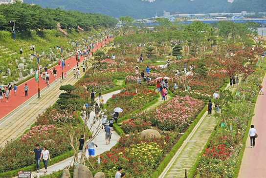 삼척장미축제-사진2