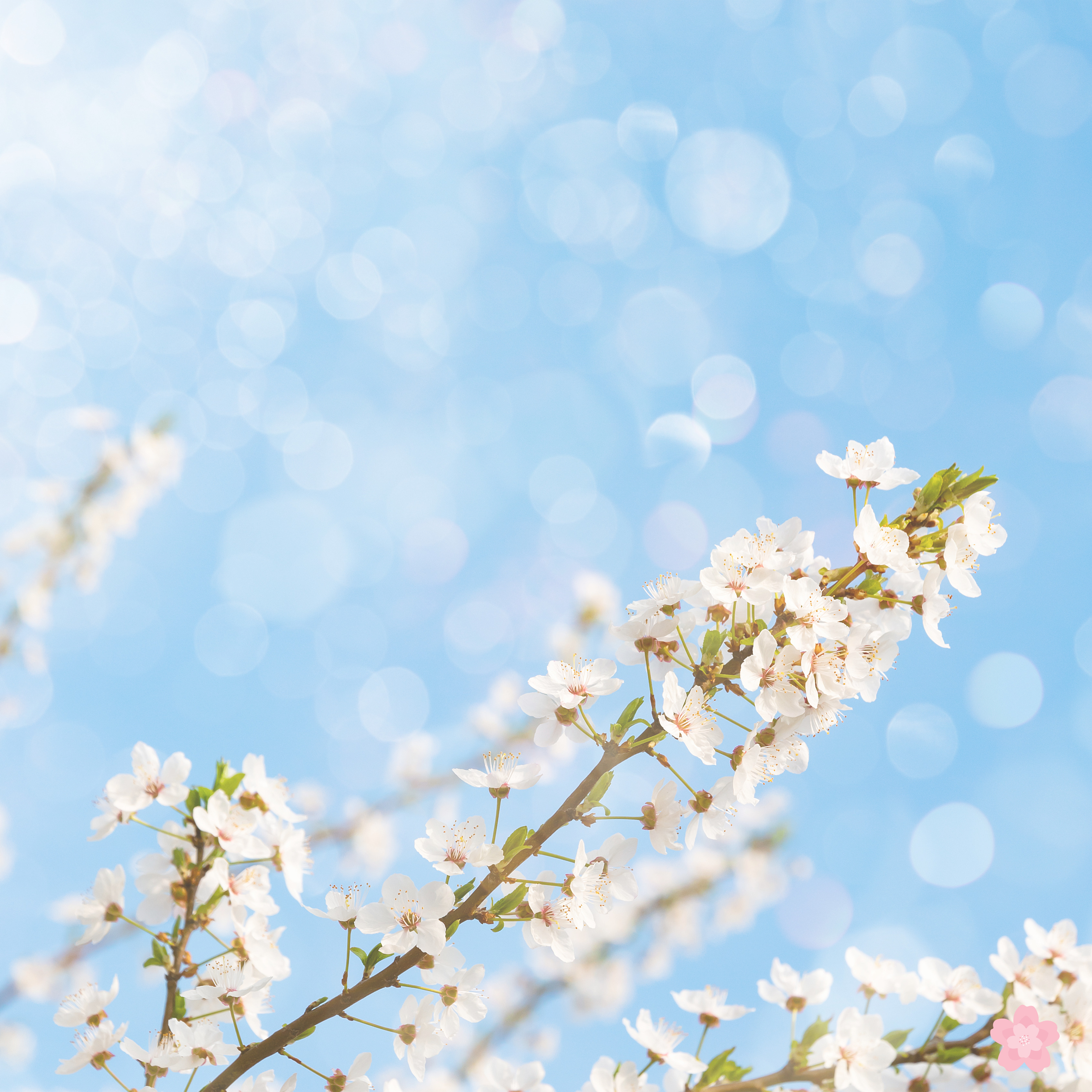 서울 근교 벚꽃 명소