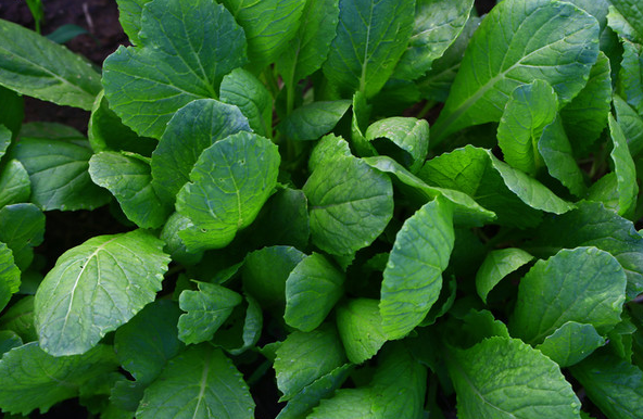 곰보배추 파종시기