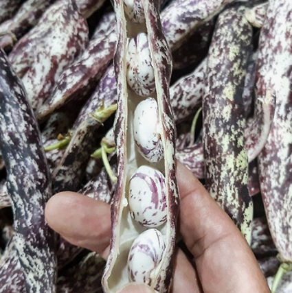 호랑이콩 심는 시기 재배 방법