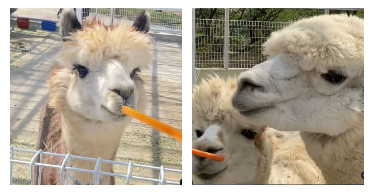 알파카 먹이주기