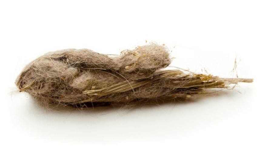 고양이-헤어볼-구토