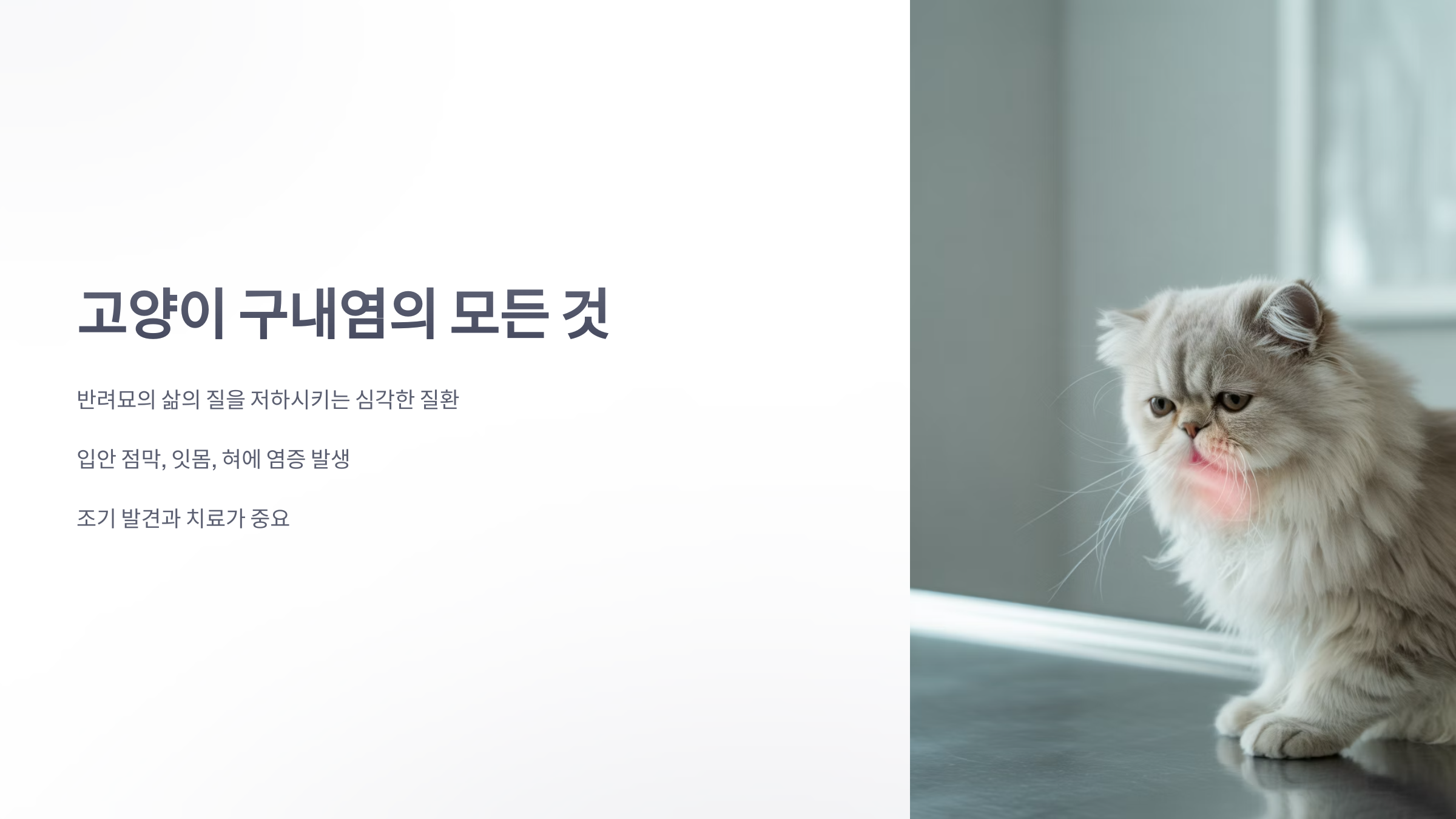 참조-고양이-구내염-1