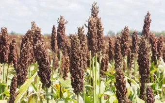 수수 재배 이삭 관리 쓰러짐 방지 건조 수확_2