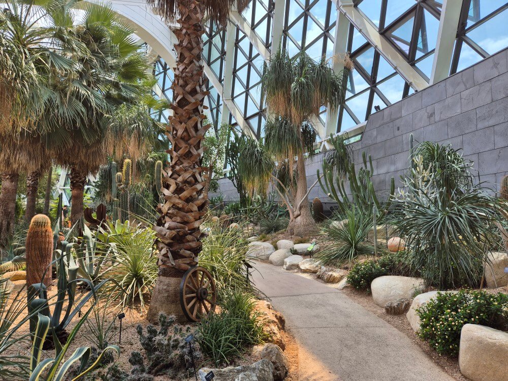 지중해관 식물 4