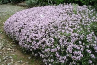 백리향 키우는 법 집에서 재배법 꿀팁_23