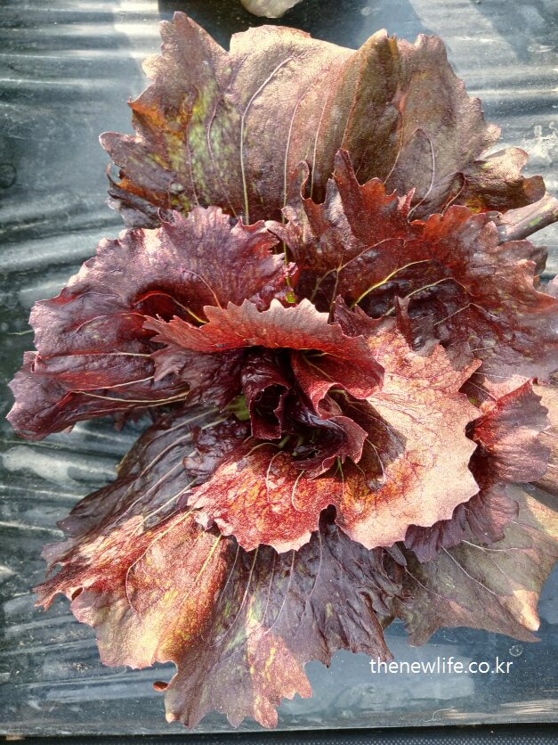 An exceptionally sculptural red lettuce with deep burgundy leaves and layered textures, resembling an abstract floral artwork-깊은 와인색 잎과 겹겹이 말린 구조가 인상적인 조각 작품 같은 적상추 – 마치 추상화 같은 특별한 형태