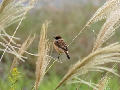 노니(Noni) &ndash; 항염 및 항암 효능으로 주목받는 열대 과일의 모든 것