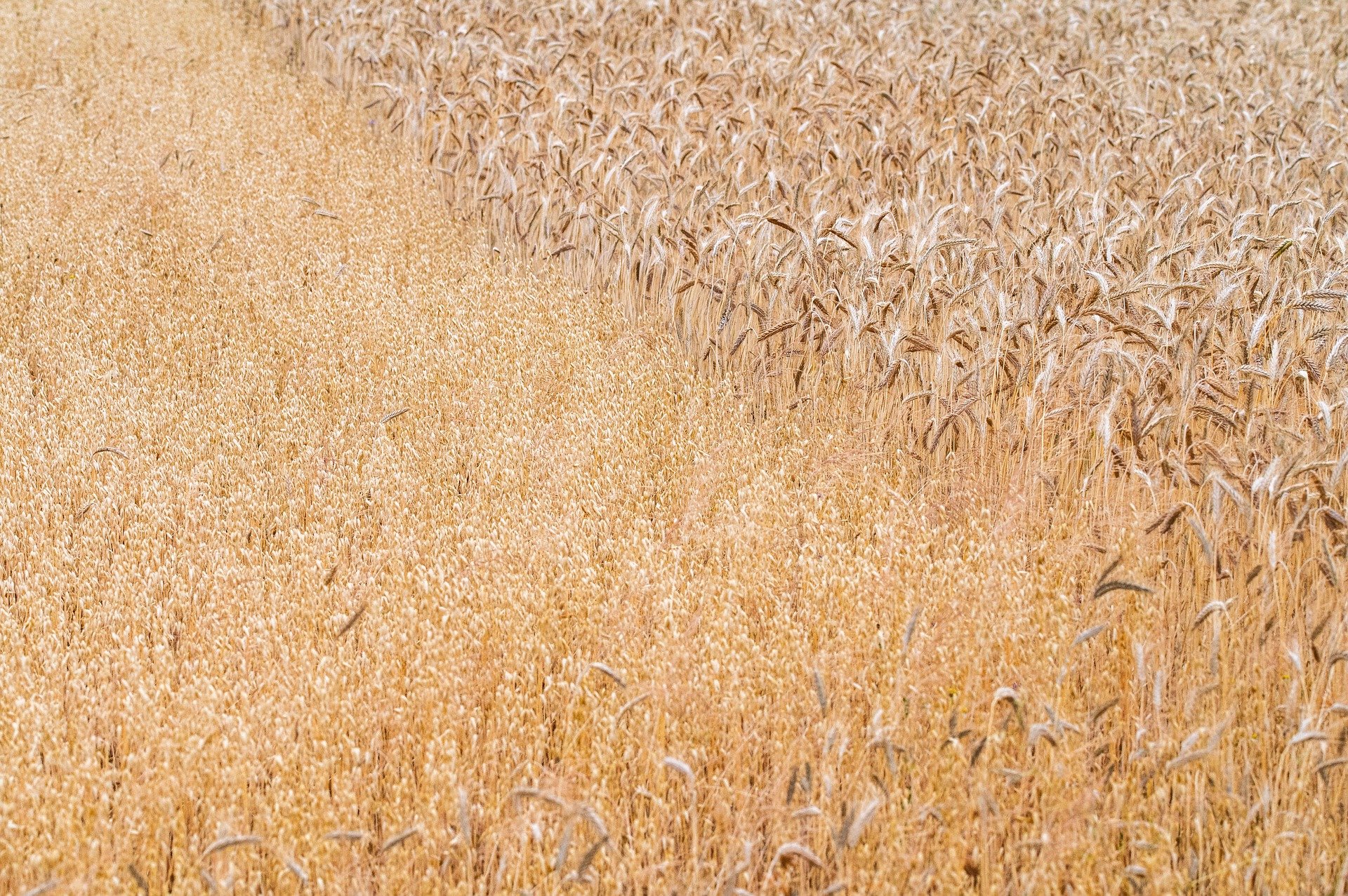희귀 멸종위기 식물