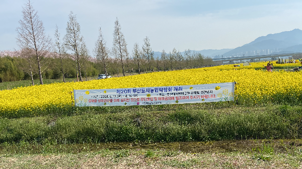 부산 유채꽃 명소 대저생태공원 후기 - 위치와 주차정보