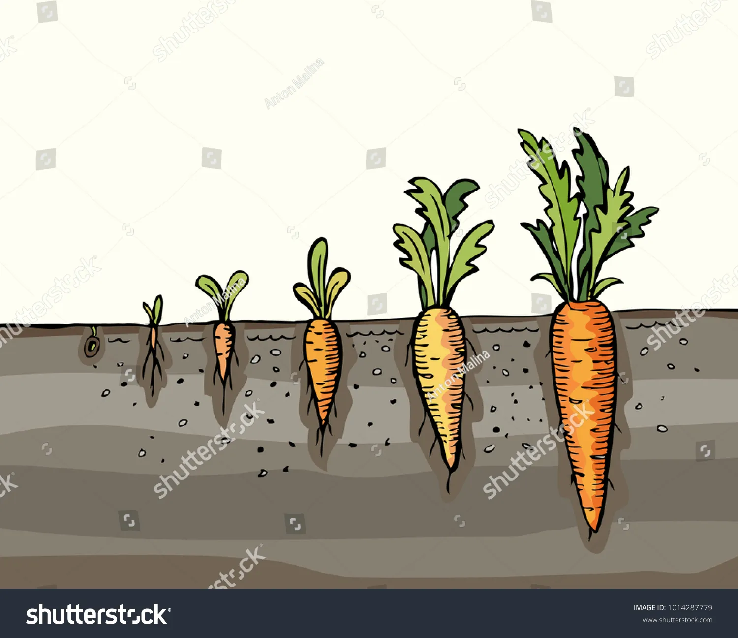 당근 재배 씨 뿌리기 토심 확보 잡초 관리_6