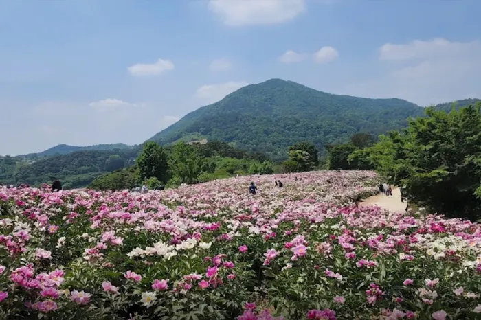 옥정호 작약꽃밭 전경 이미지