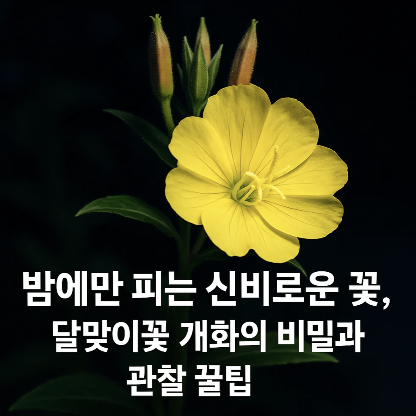 밤에만 피는 신비로운 꽃, 달맞이꽃 개화의 비밀과 관찰 꿀팁
